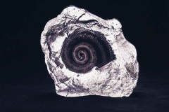 ammonite