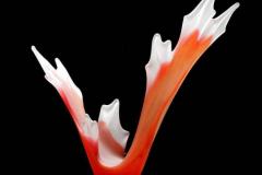 Red-splash